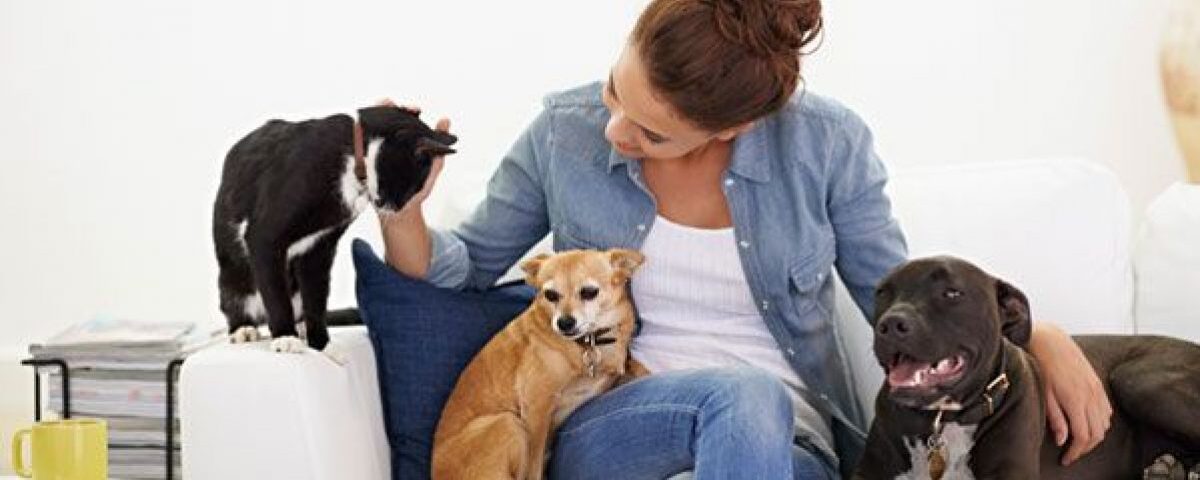Secretos para hacer que el apartamento sea más apto para mascotas.